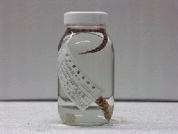 藏品(蠕紋裸胸鯙)的圖片